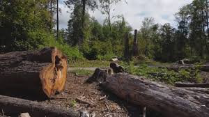 Best Tree Mulching  in Avenal, CA