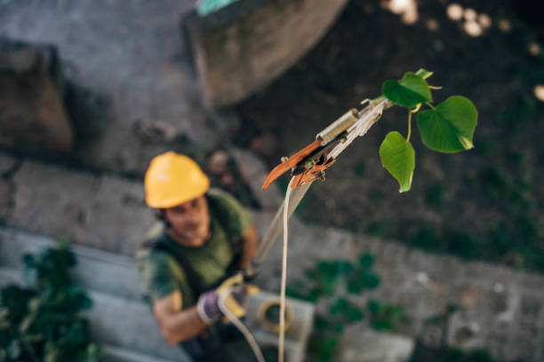 Best Utility Line Clearance  in Avenal, CA