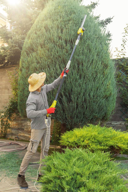 Best Lawn Pest Prevention  in Avenal, CA