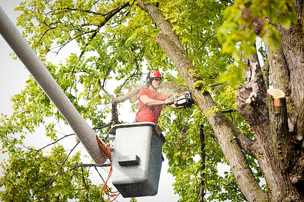 How Our Tree Care Process Works  in  Avenal, CA