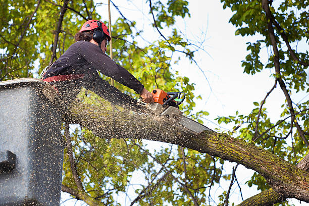 Best Tree Health Inspection  in Avenal, CA